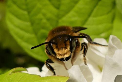 Megachile willughbiella